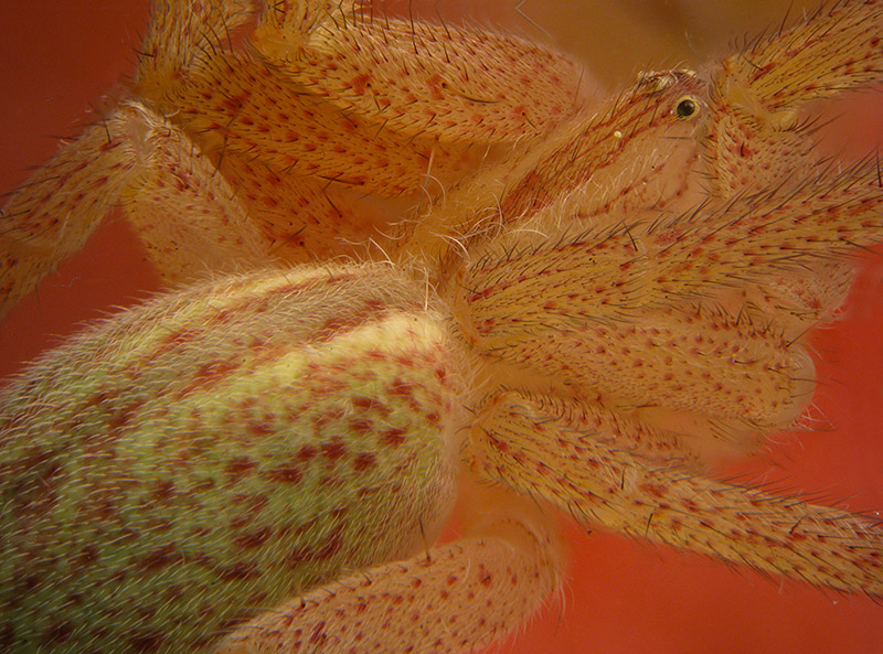 Micrommata virescens